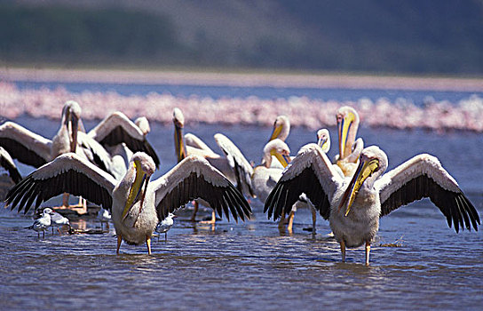 白鹈鹕,生物群,太阳,纳库鲁湖,肯尼亚