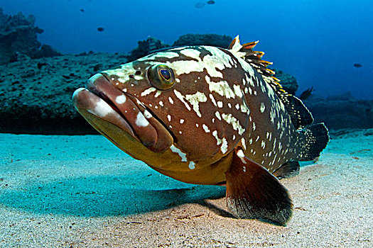 微暗,石斑鱼,富埃特文图拉岛,加纳利群岛,水下