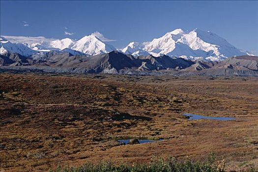 苔原,山,德纳里峰,德纳利国家公园和自然保护区,阿拉斯加