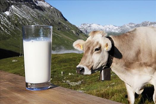 牛奶杯,母牛,草场