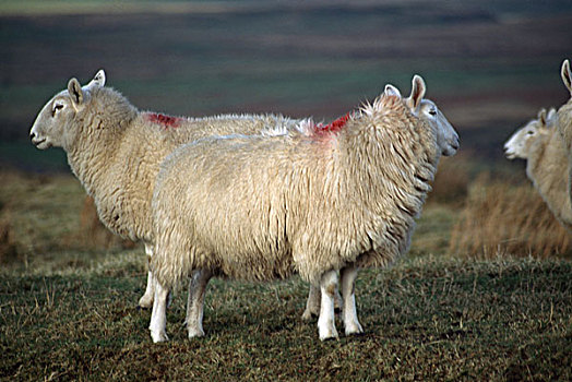 绵羊,安特里姆郡,北爱尔兰