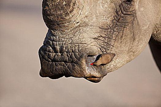白犀牛,红嘴牛椋鸟,挑选,昆虫,鼻孔,克鲁格国家公园,南非