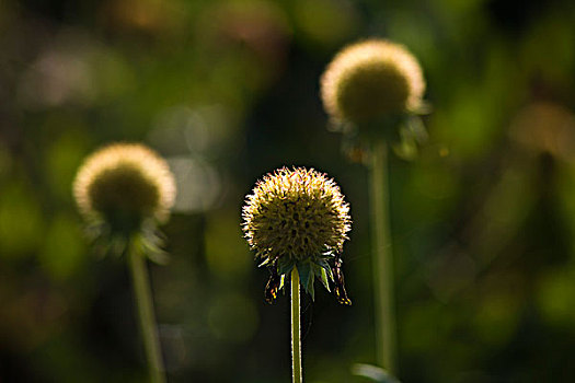 野草果实