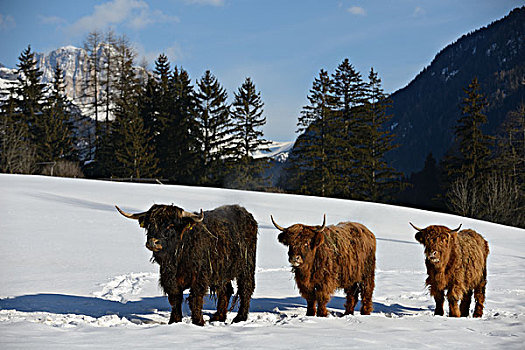 自然,场景,母牛,动物,冬天,雪,山景,背景