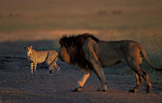 肯尼亚,马塞马拉野生动物保护区,印度豹,猎豹,脸,雄性,狮子,黎明