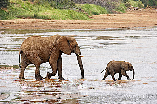 非洲象,女性,河,公园,肯尼亚