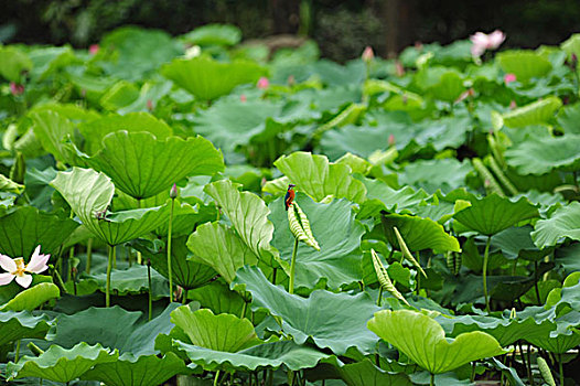 荷花,洪湖公园