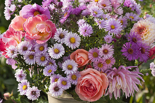 秋季花束,紫苑属,玫瑰,大丽花