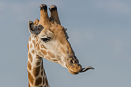 长颈鹿,伸展,舌头,国家公园,地区,博茨瓦纳,非洲