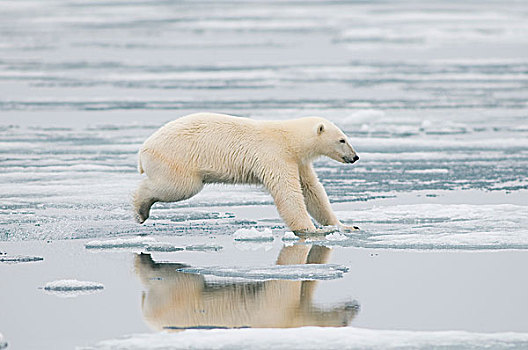 挪威,斯瓦尔巴群岛,斯匹次卑尔根岛,北极熊,成年,旅行,海冰,跳跃,浮冰,寻找,海豹