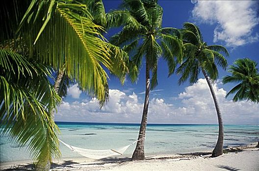 法属玻利尼西亚,土阿莫土,岛屿,棕榈树,海滩