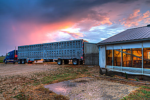 牲畜,拖车,后背,向上,猪,建筑,黎明,靠近,爱荷华,美国