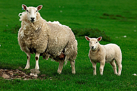 家羊,切维厄特绵羊,母羊,羊羔,站立,地点,苏格兰,欧洲