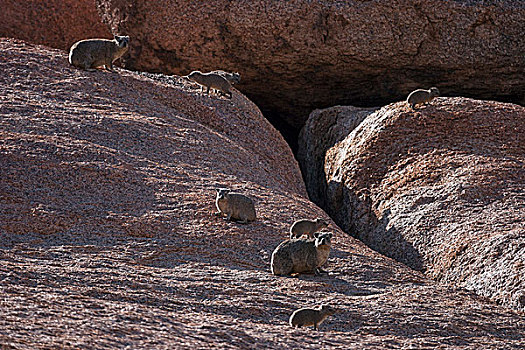石头,蹄兔,纳米比亚,非洲