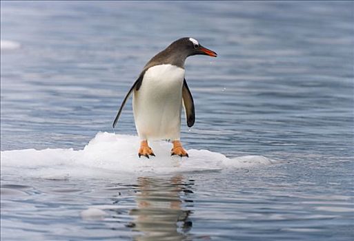 巴布亚企鹅,小,浮冰,通道,南极