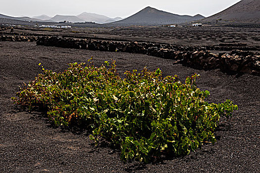 特色,葡萄园,干燥,培育,火山灰,火山岩,藤,兰索罗特岛,加纳利群岛,西班牙,欧洲