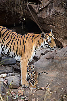 孟加拉虎,虎,母亲,四个,星期,老,幼兽,巢穴,班德哈维夫国家公园,印度