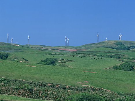 毛豆,山坡