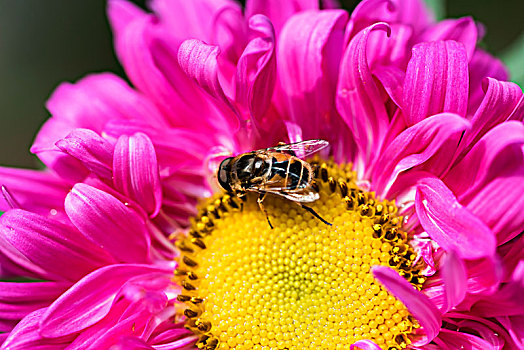 蜜蜂与花蕊