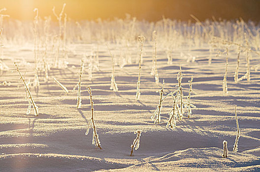 地点,遮盖,雪,冰冻,草,日出,亮光,抽象,冬天,背景,早晨