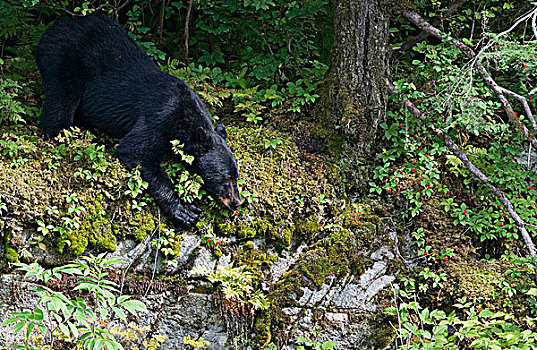 成年,黑熊,美洲黑熊,伸展,上方,边缘,悬崖,山茱萸,鱼,溪流,通加斯国家森林,阿拉斯加,美国