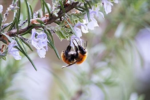 蜜蜂,花,迷迭香,枝条