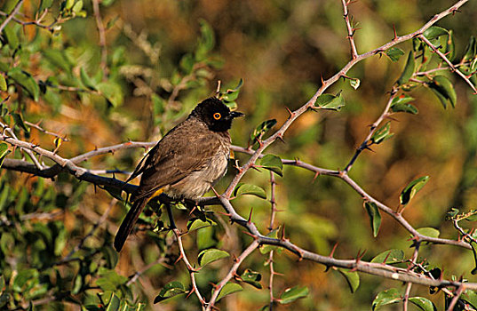 红眼,栖息,枝条,埃托沙国家公园,纳米比亚,非洲
