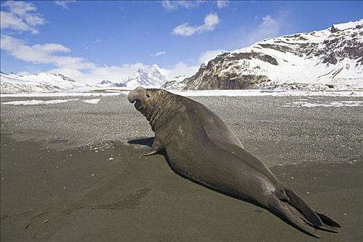 象海豹,雄性动物,砾石滩,南极,南乔治亚
