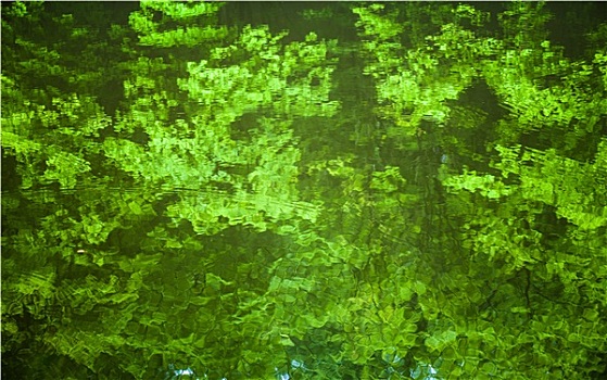 水面,反射,绿色,树