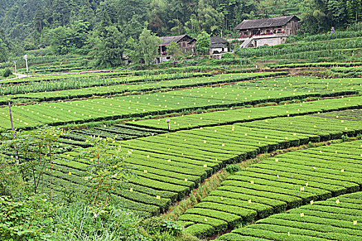 茶园茶叶风景风光