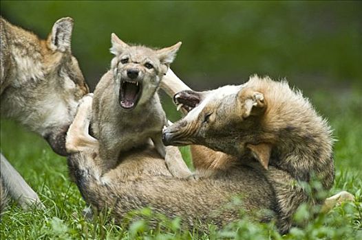 灰狼,狼,成年,小动物,争斗,动物园,北方,黑森州,德国