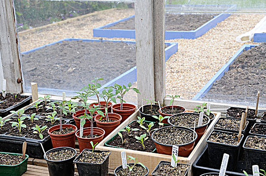 小,植物,幼苗,温室,床,户外,英格兰,欧洲