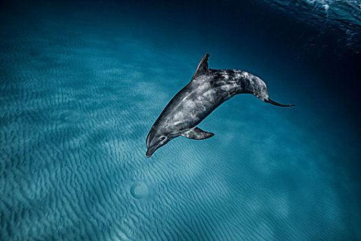 海豚,水下视角,巴哈马