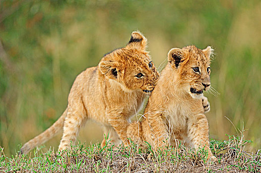 狮子,玩耍,幼兽,马赛马拉国家保护区,肯尼亚,非洲