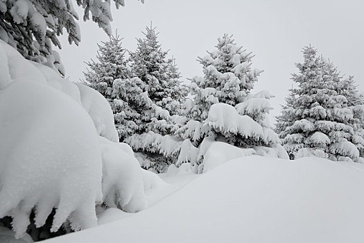 林海雪原中的雾凇