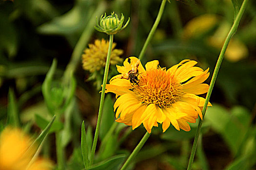 一只蜜蜂落在黄色的花朵上采蜜