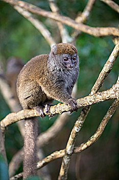 灰色,竹子,狐猴,树上,国家公园,马达加斯加