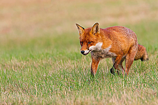 红狐,狐属,跑,草丛,英格兰东南,英国,欧洲