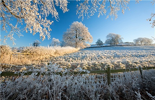 英国,农田,冬天