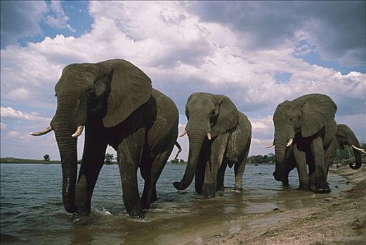 非洲象,三个,水坑,博茨瓦纳