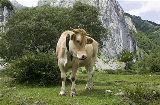 褐色,母牛,放牧,山