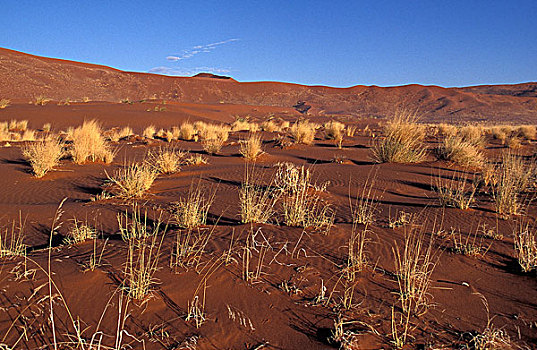纳米布沙漠,干燥,植物,纳米比亚