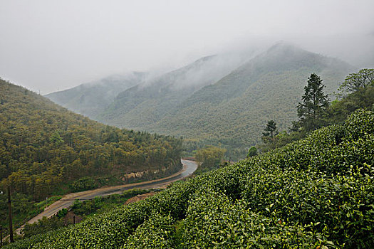 茶山