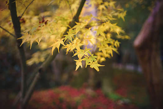 日本京都圆光寺秋季枫叶景观,庭院黄色枫叶背景图