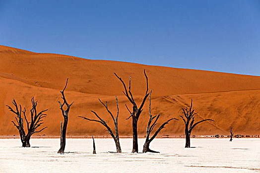 死,刺槐,死亡谷,区域,纳米比亚