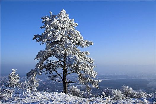霜冻,松树,巴登符腾堡,德国,欧洲