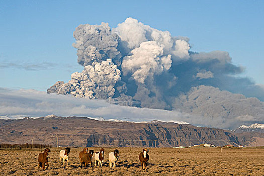 冰岛,马,正面,火山灰,云,火山,冰岛南部,欧洲