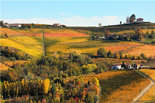 风景,彩色,秋天,葡萄园,意大利北部