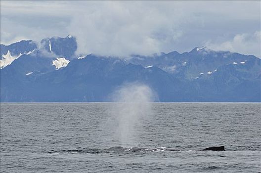 驼背鲸,奇奈峡湾国家公园,阿拉斯加,美国