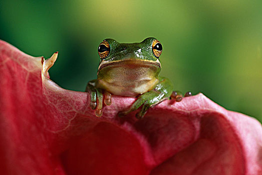 绿树蛙,树蟾属,花,花瓣